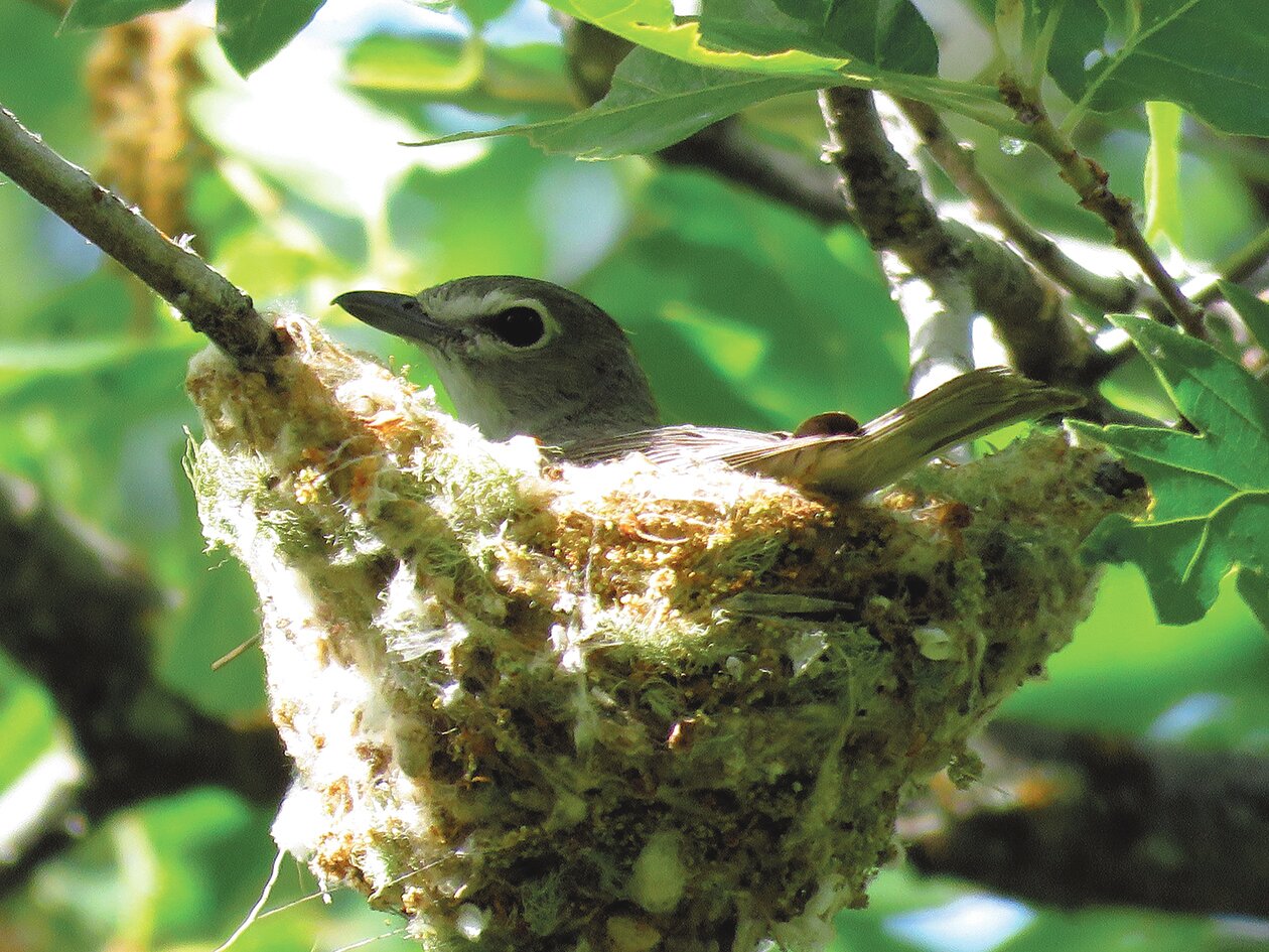 Bird of the Week The Pagosa Springs Sun